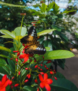 Missoula Butterfly House and Insectarium 1616