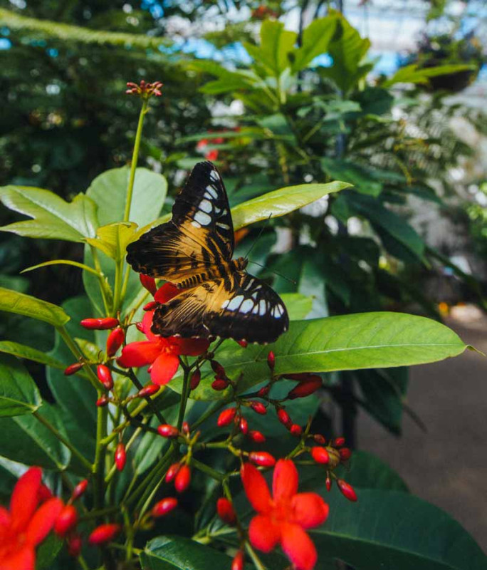 Missoula Butterfly House and Insectarium 1616