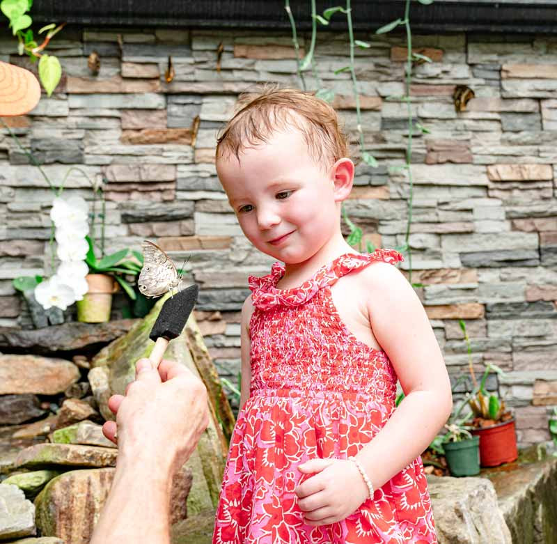 Missoula Butterfly House and Insectarium 1617